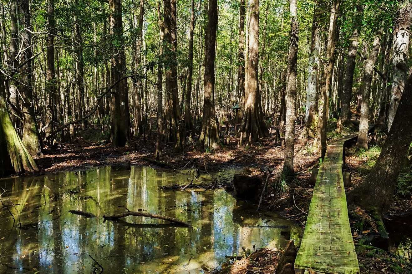 hidden-coastal-marshes-of-south-carolinas-francis-marion
