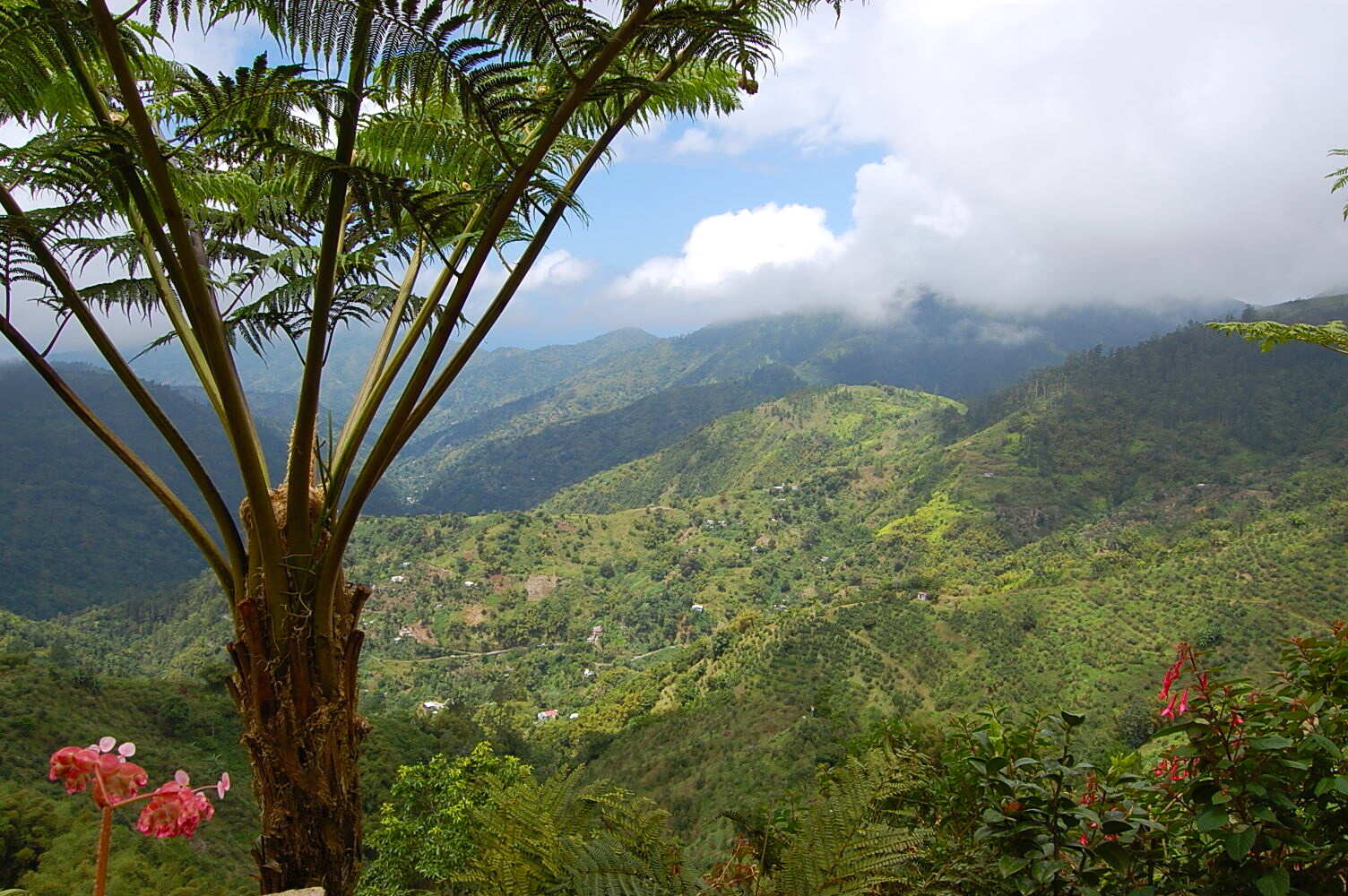 hidden-coffee-farm-tours-in-jamaicas-blue-mountains