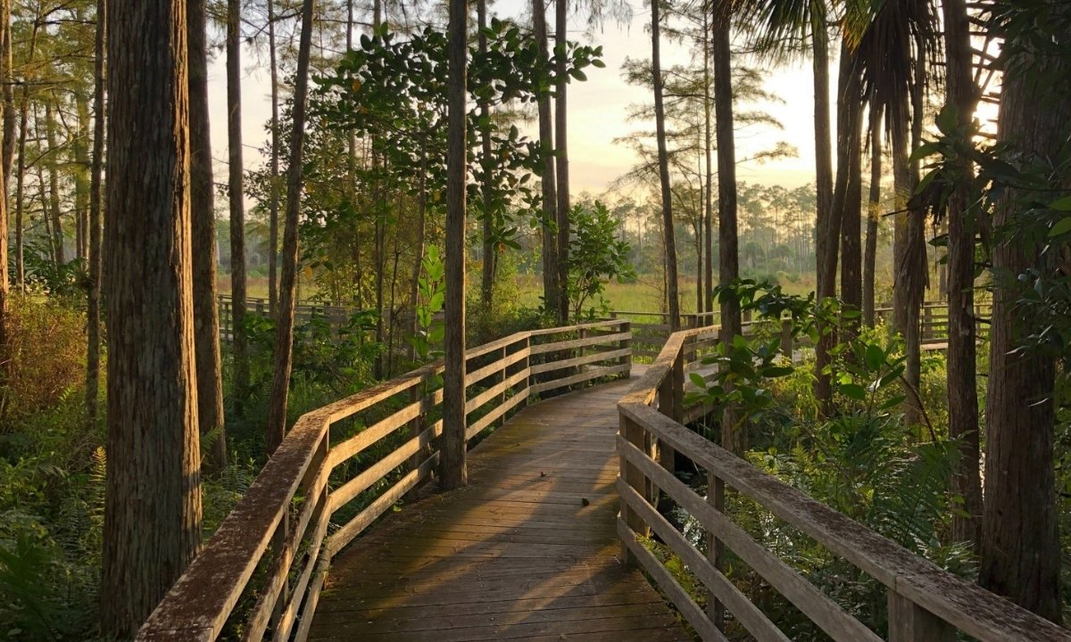 hidden-cypress-groves-in-floridas-corkscrew-swamp