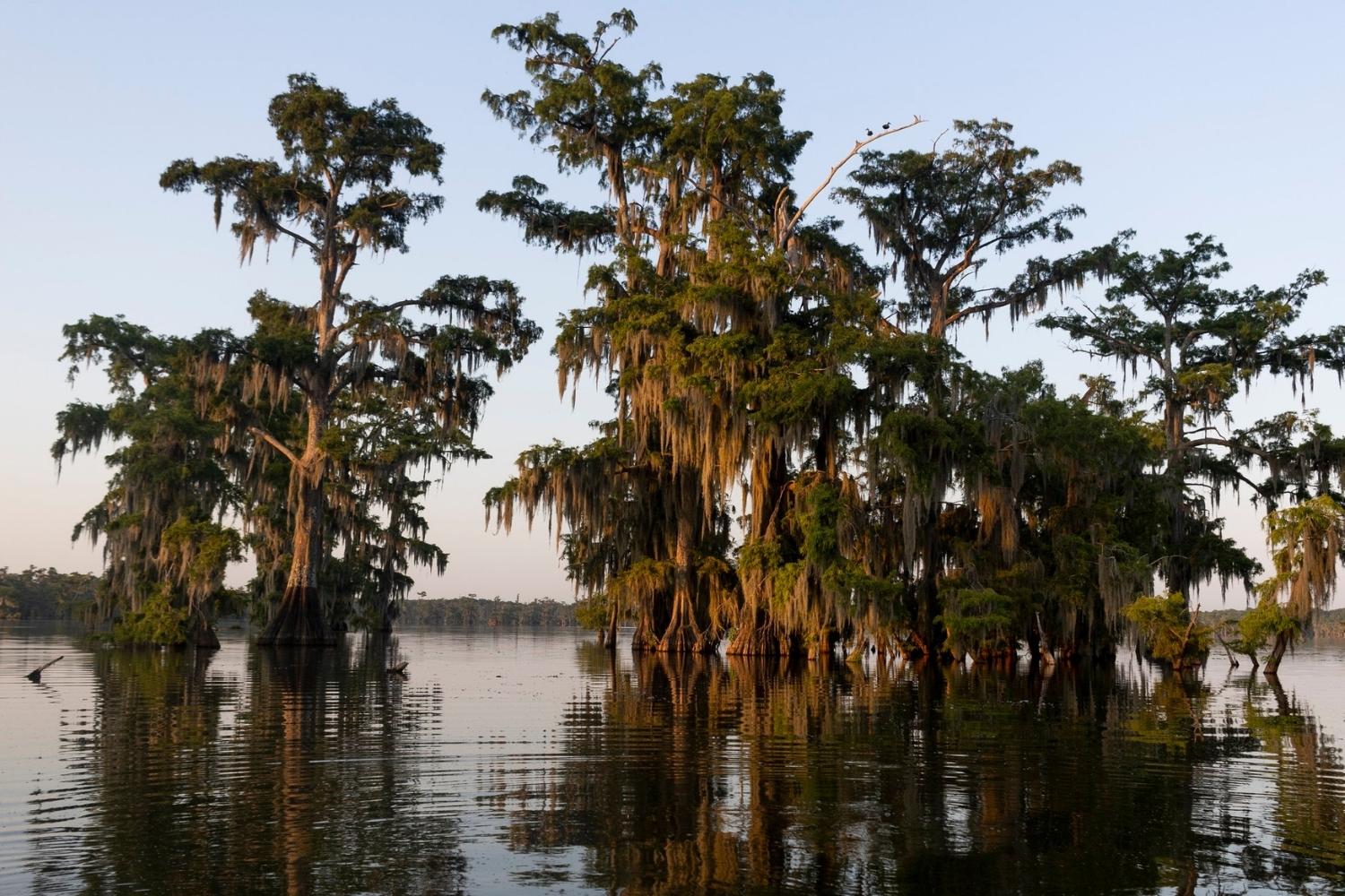 hidden-cypress-swamps-of-louisianas-lake-martin