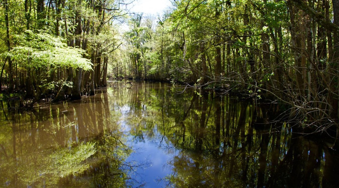 hidden-cypress-swamps-of-south-carolinas-four-holes