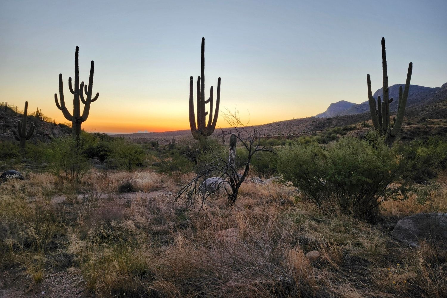 hidden-desert-arroyos-in-arizonas-romero-canyon