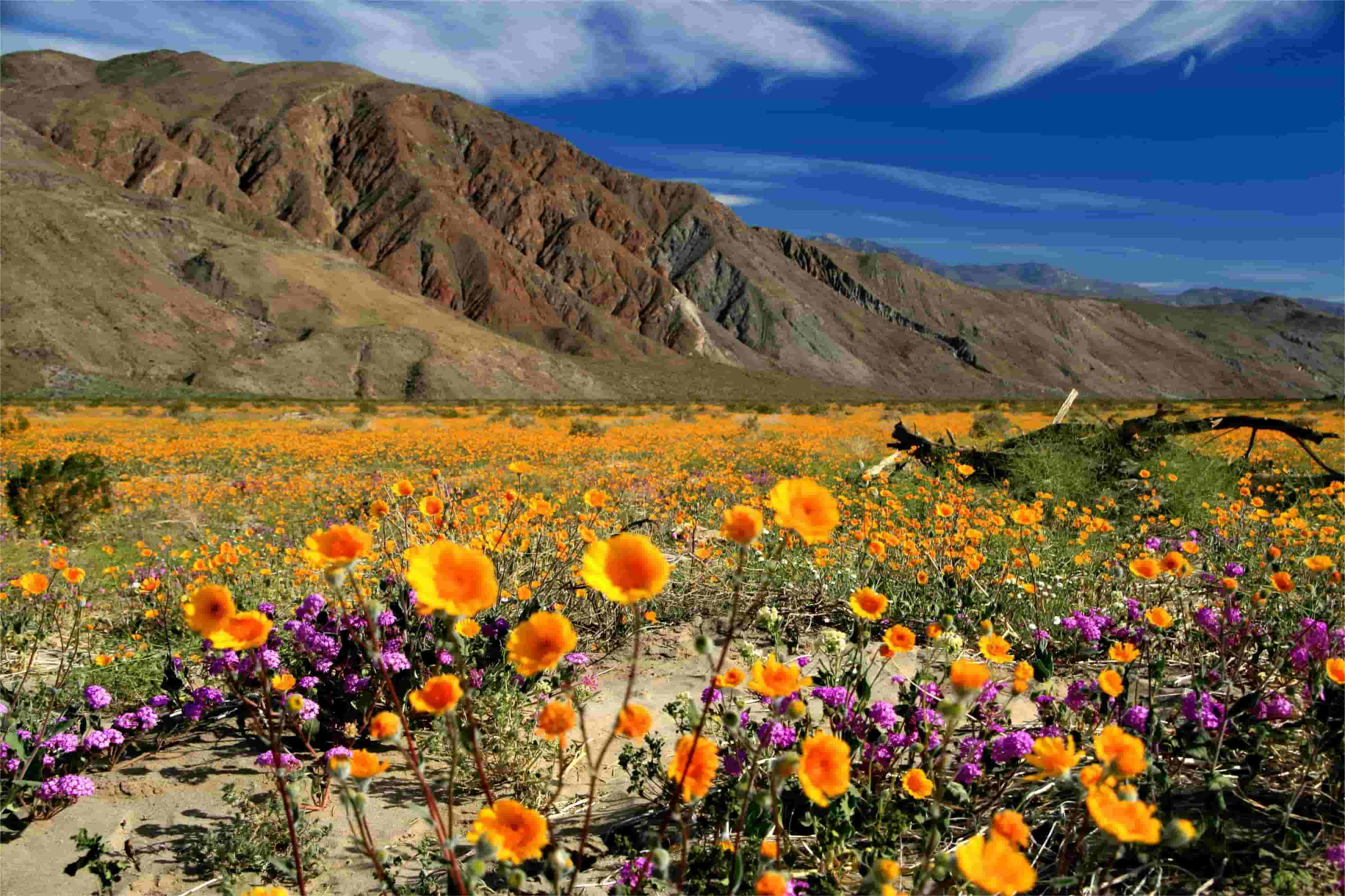 hidden-desert-blooms-in-californias-anza-borrego-springs