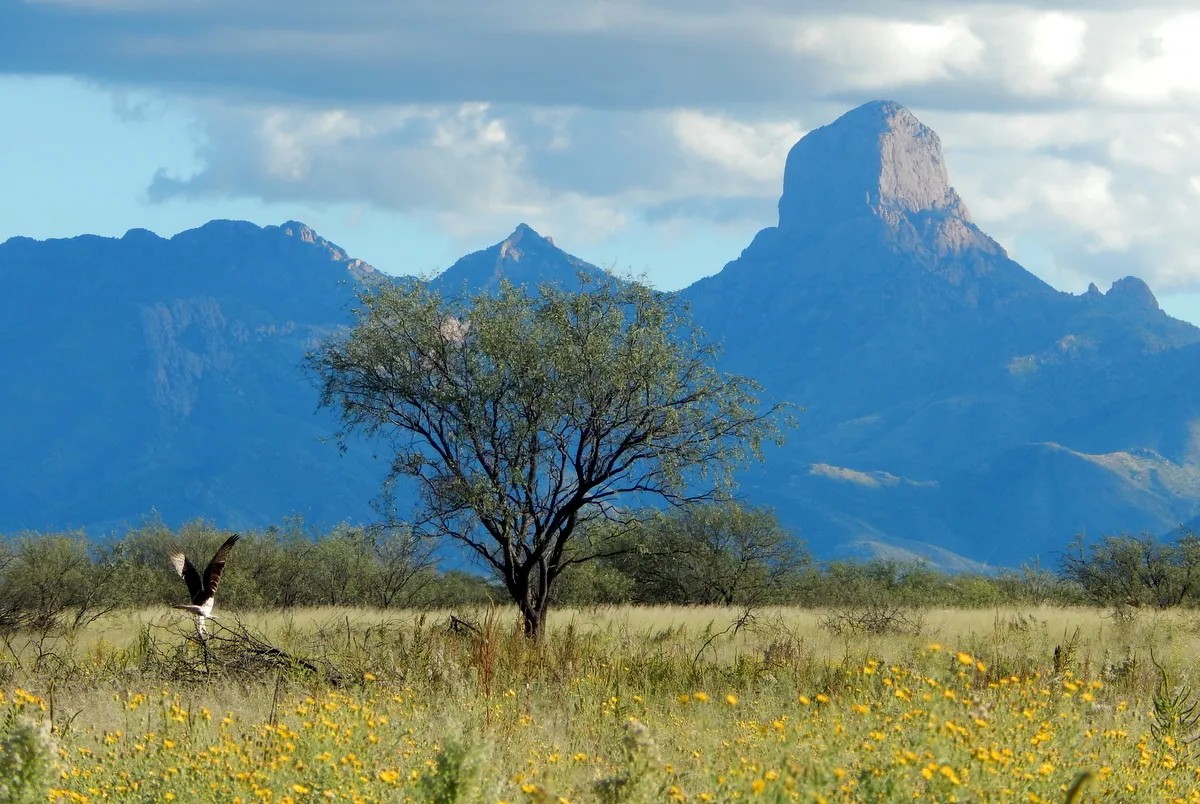 hidden-desert-oases-in-arizonas-buenos-aires-refuge