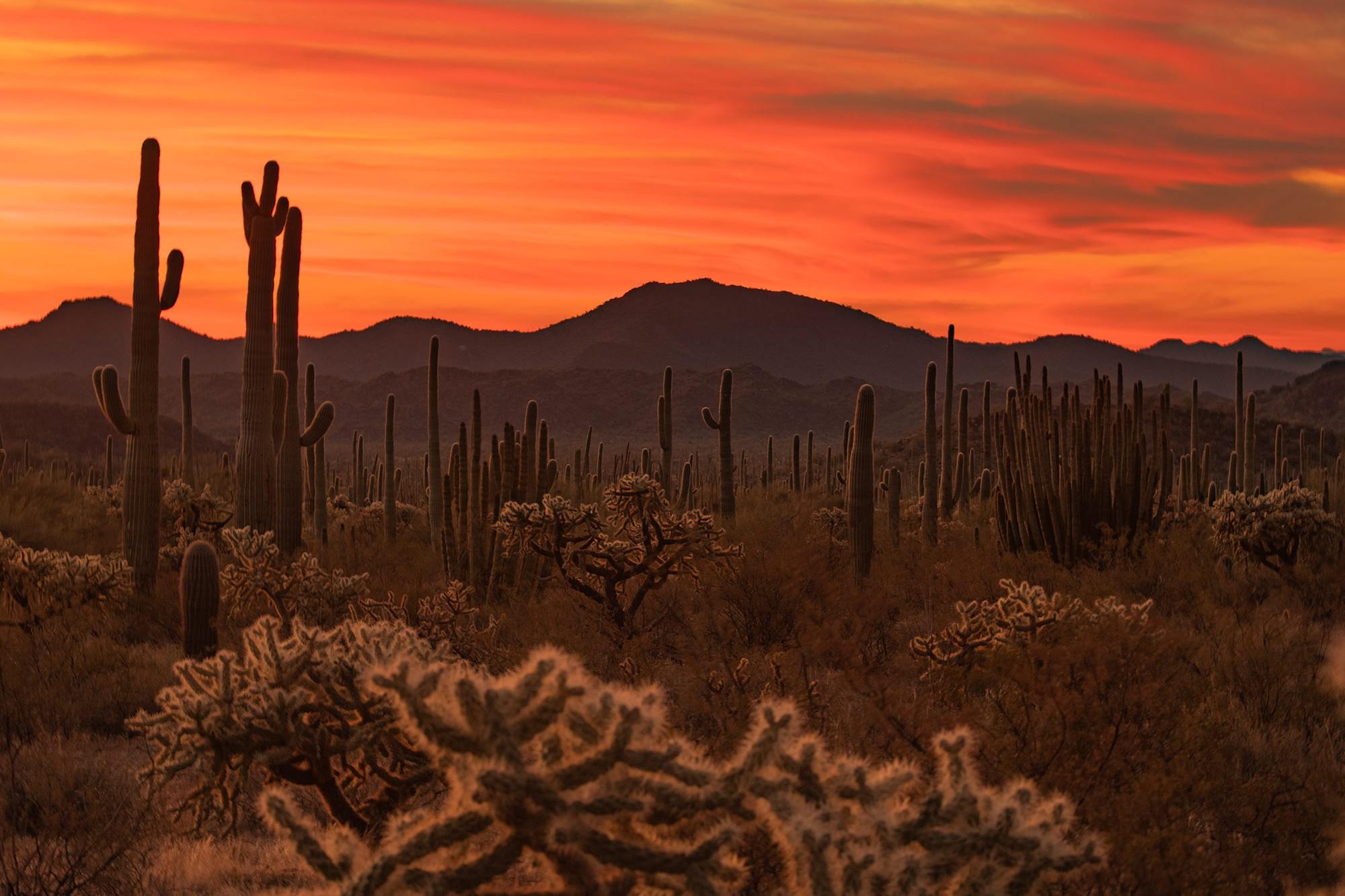 hidden-desert-oases-of-arizonas-quitobaquito-oasis