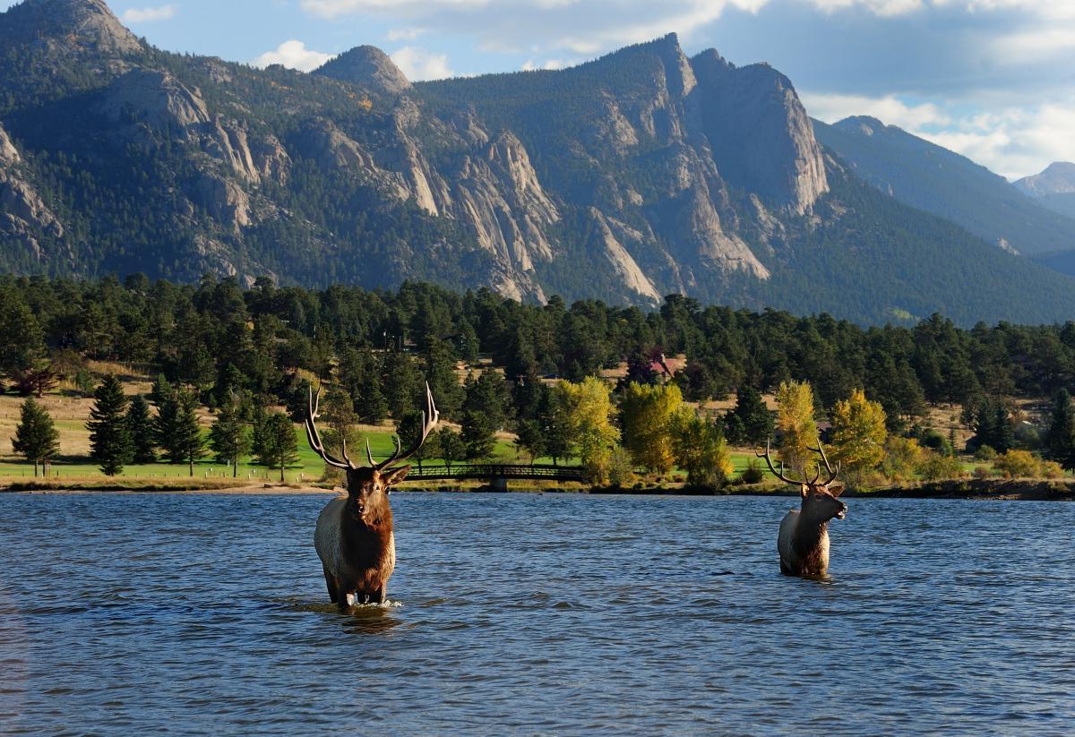 hidden-elk-bugling-spots-in-colorados-rocky-mountain-park