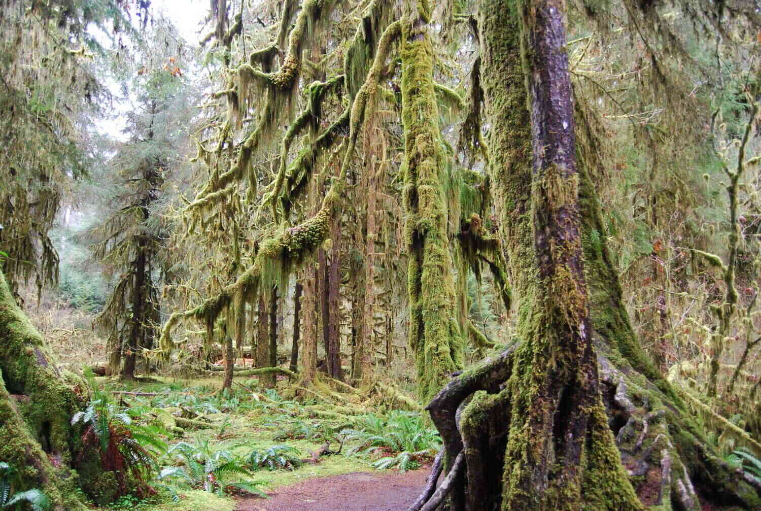 hidden-forest-glens-in-washingtons-hall-of-mosses