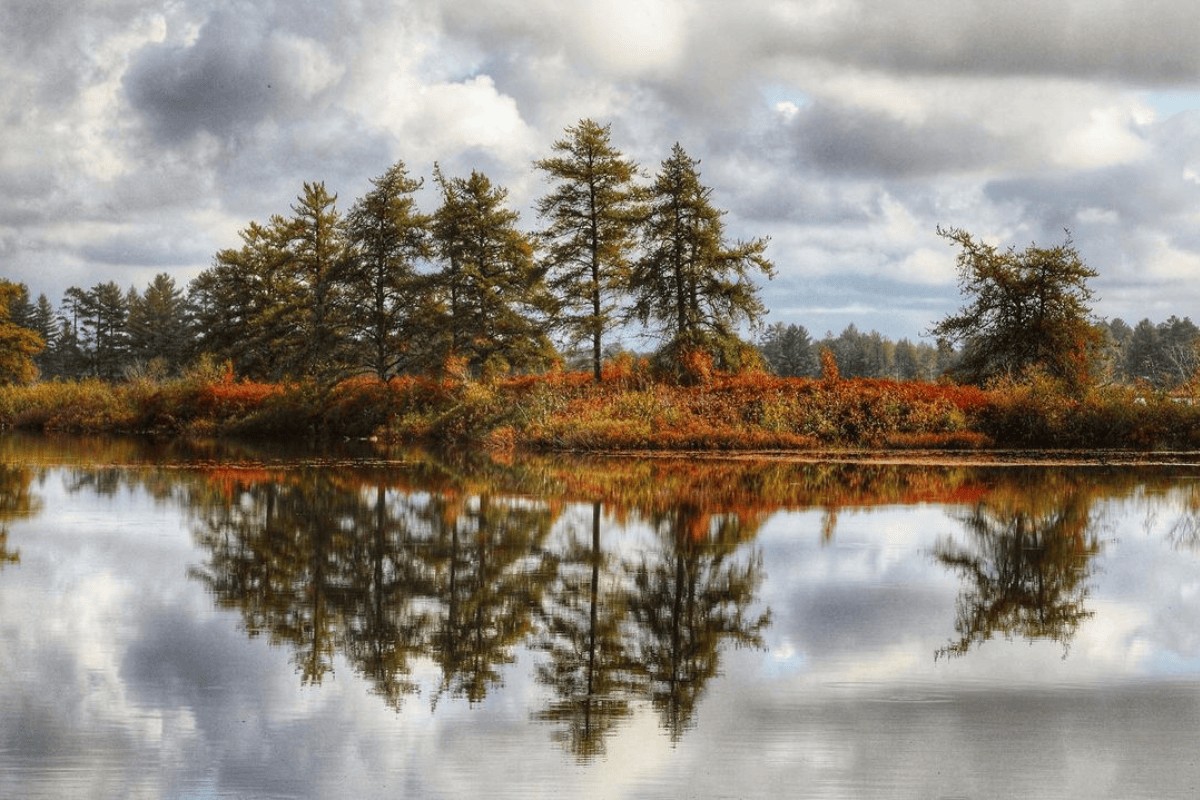 hidden-forest-meadows-in-michigans-seney-refuge
