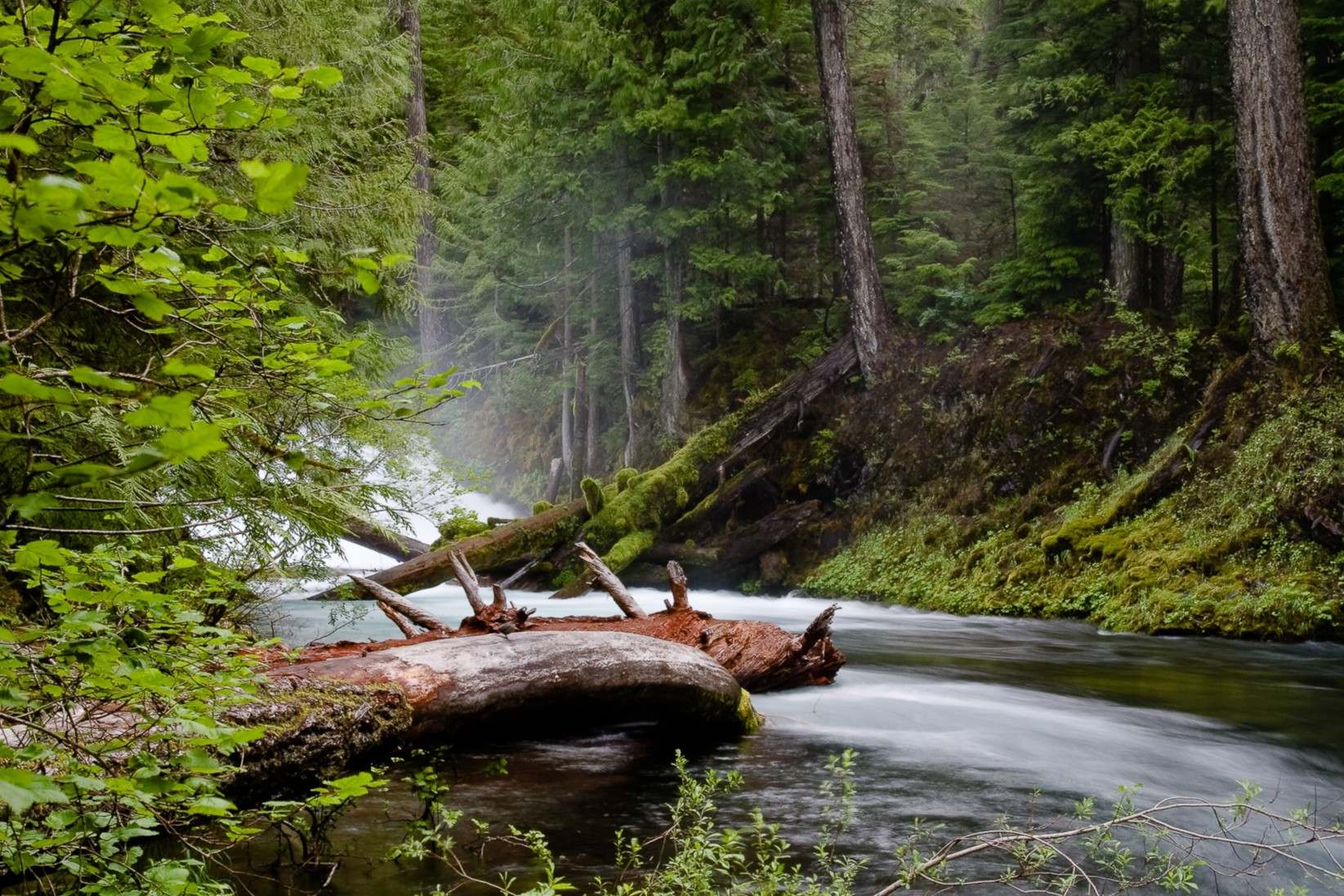 hidden-forest-meadows-of-oregons-mckenzie-river-wilderness