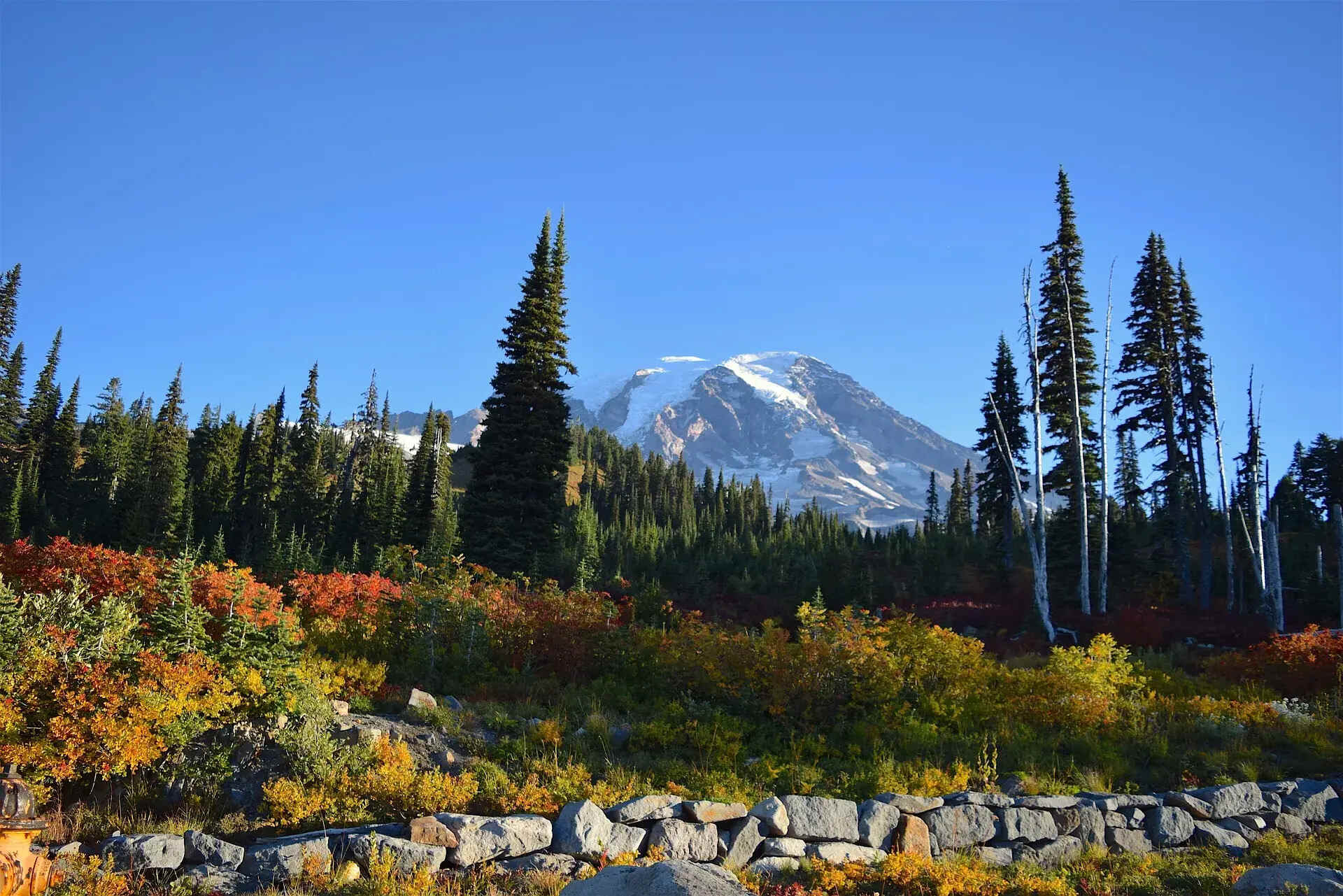 hidden-forests-of-mount-rainier