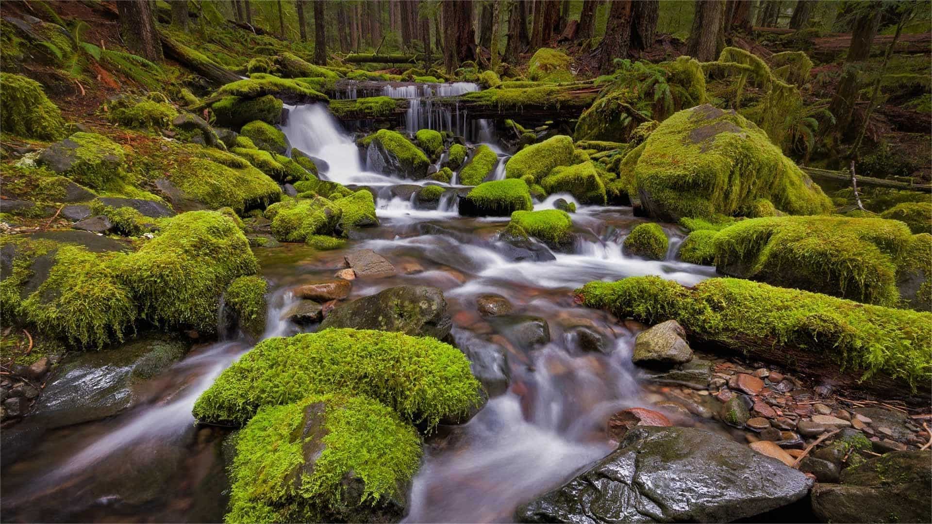 hidden-forests-of-washingtons-sol-duc-valley