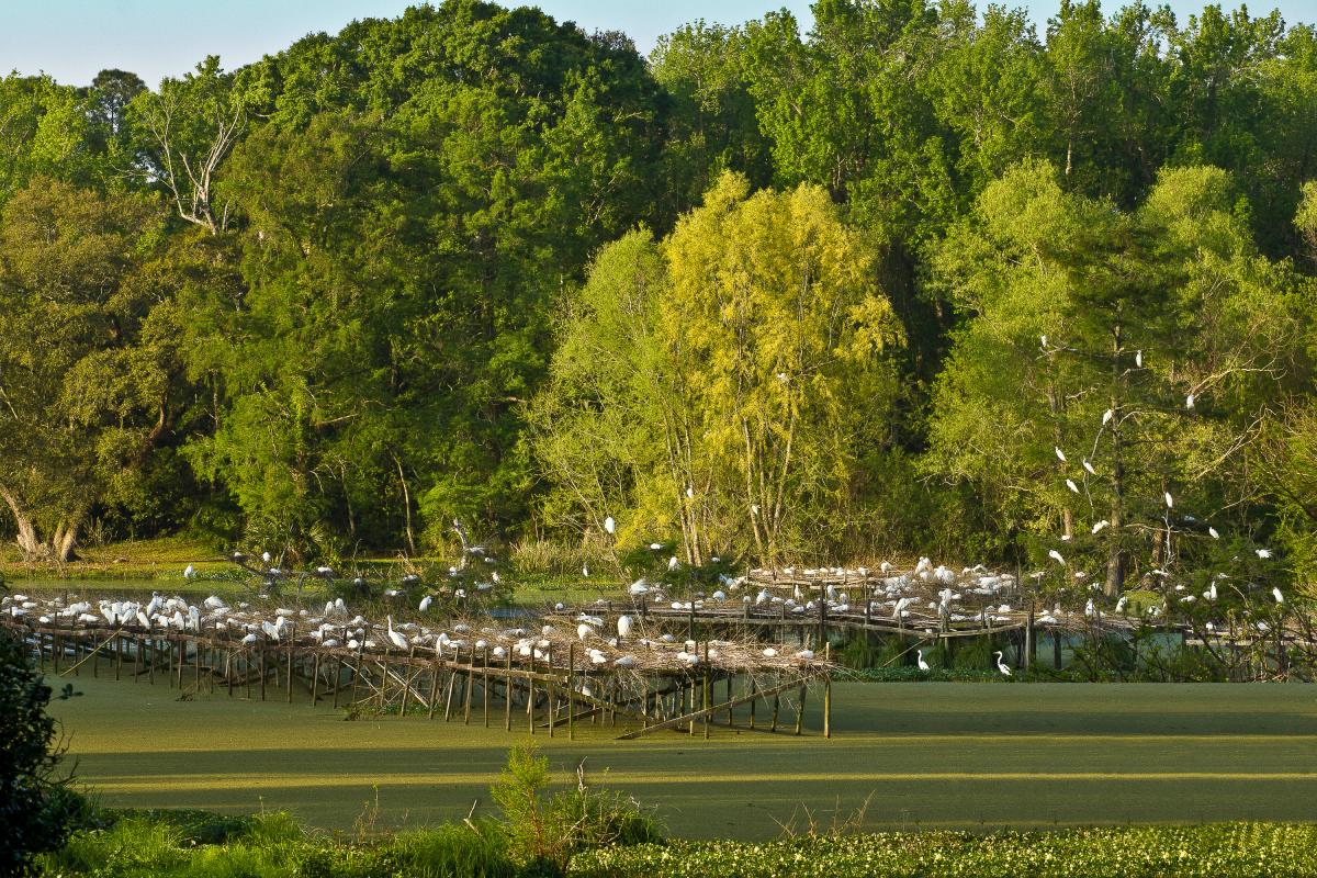 hidden-gardens-of-louisianas-jungle