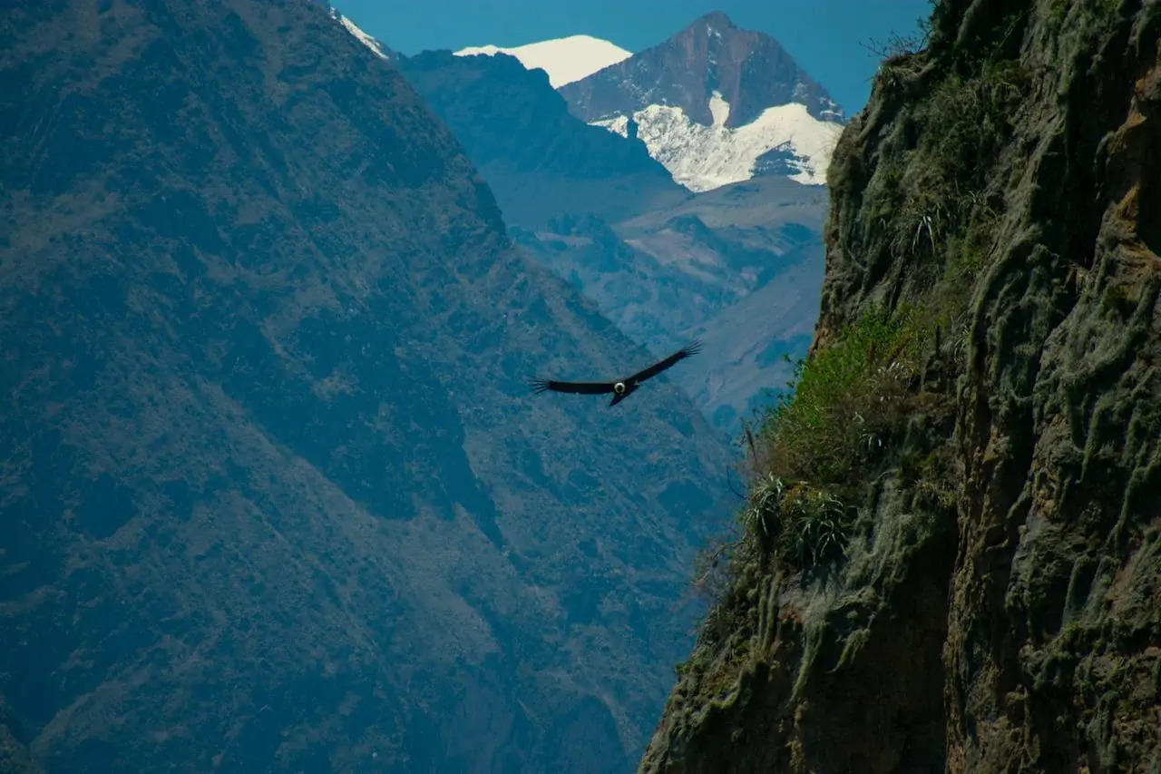 hidden-gems-for-condor-watching-in-perus-colca-canyon