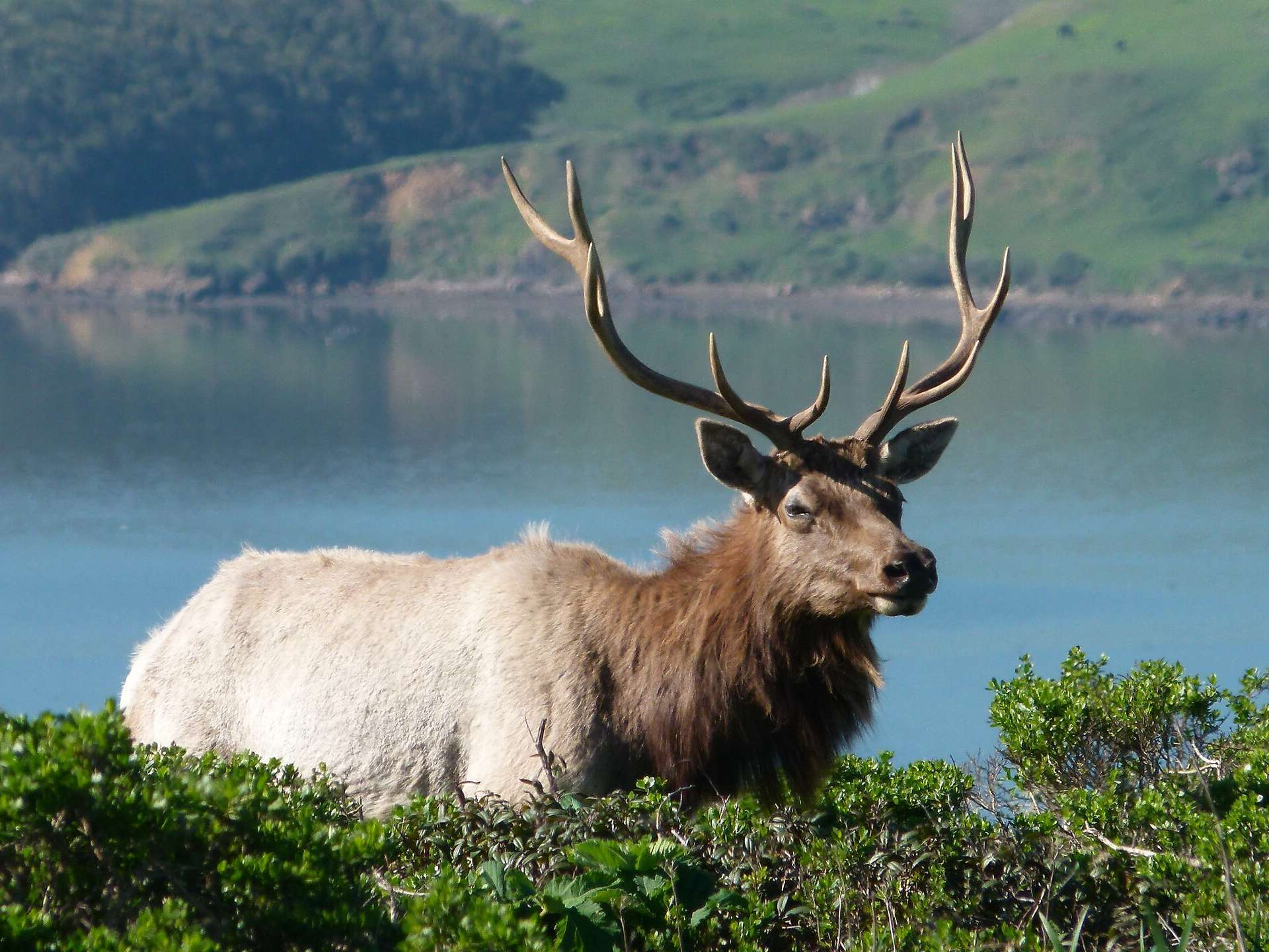 hidden-gems-of-californias-point-reyes-tomales-point-tule-elk-reserve