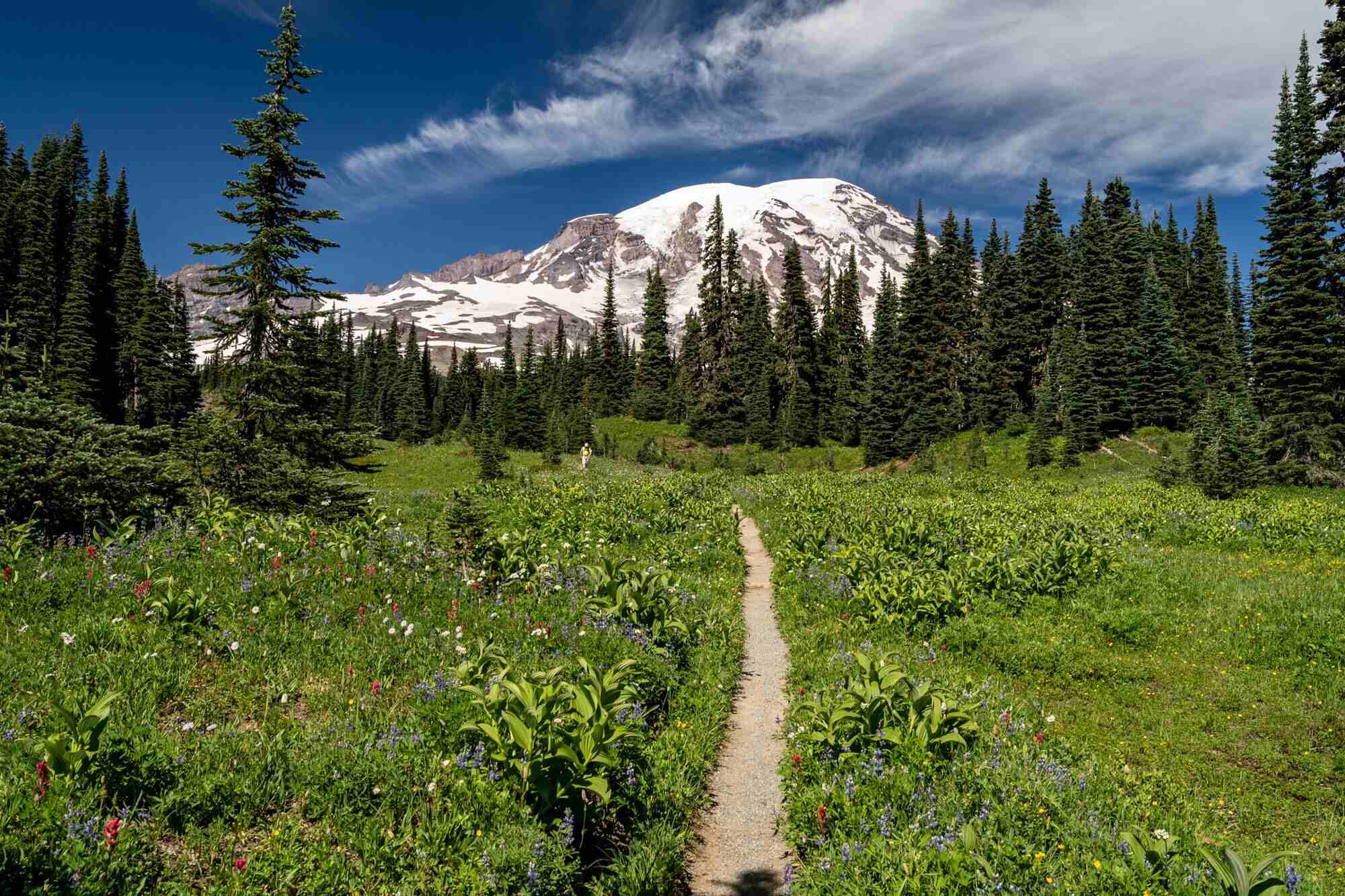 hidden-gems-of-mount-rainiers-sunrise-visitor-center-wildflower-walks
