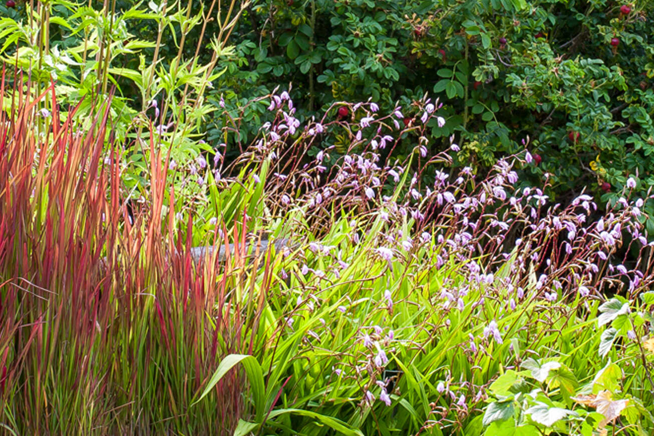 hidden-herbalist-tours-in-yunnans-traditional-medicine-garden