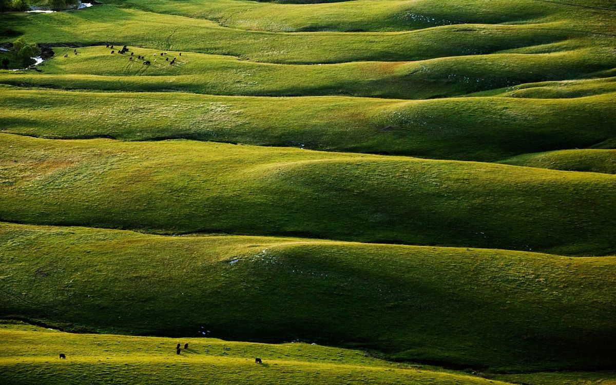 hidden-homestead-ruins-in-kansass-tallgrass-prairie-reserve