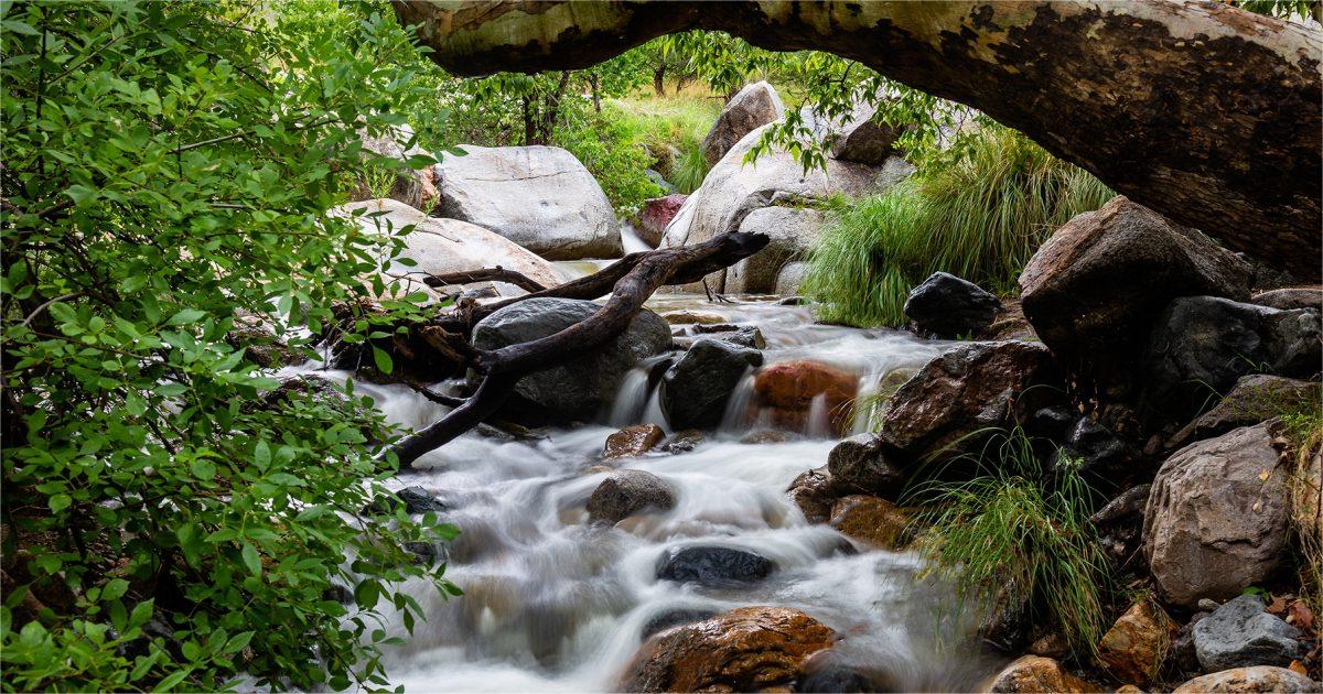 hidden-hummingbird-gardens-in-arizonas-madera-canyon