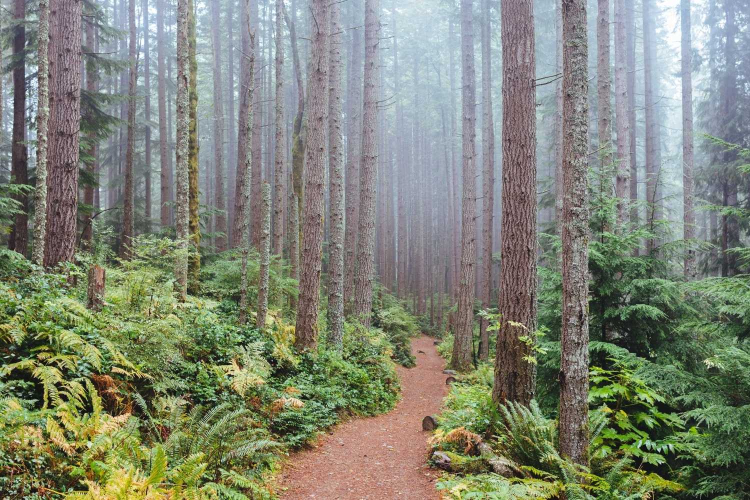 hidden-insights-in-carbon-sequestration-research-in-washingtons-forests