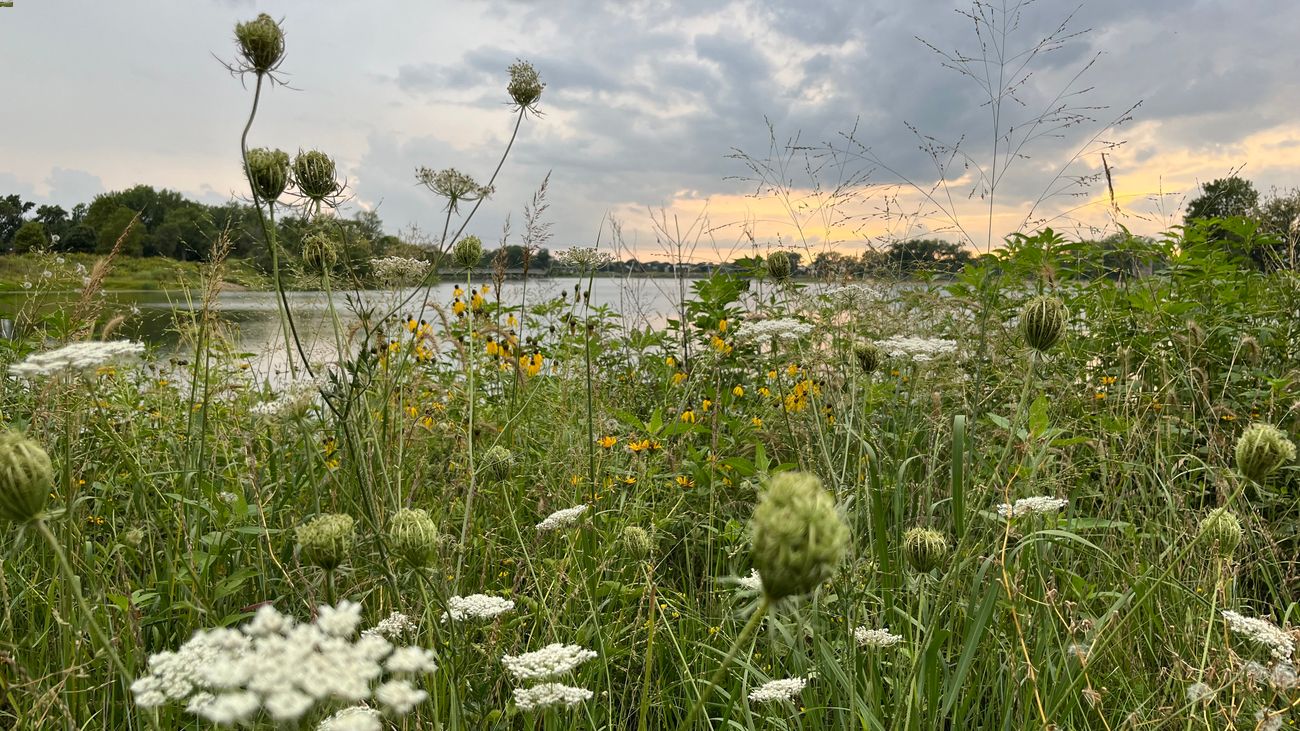 hidden-insights-of-iowas-tallgrass-prairie-pollinators
