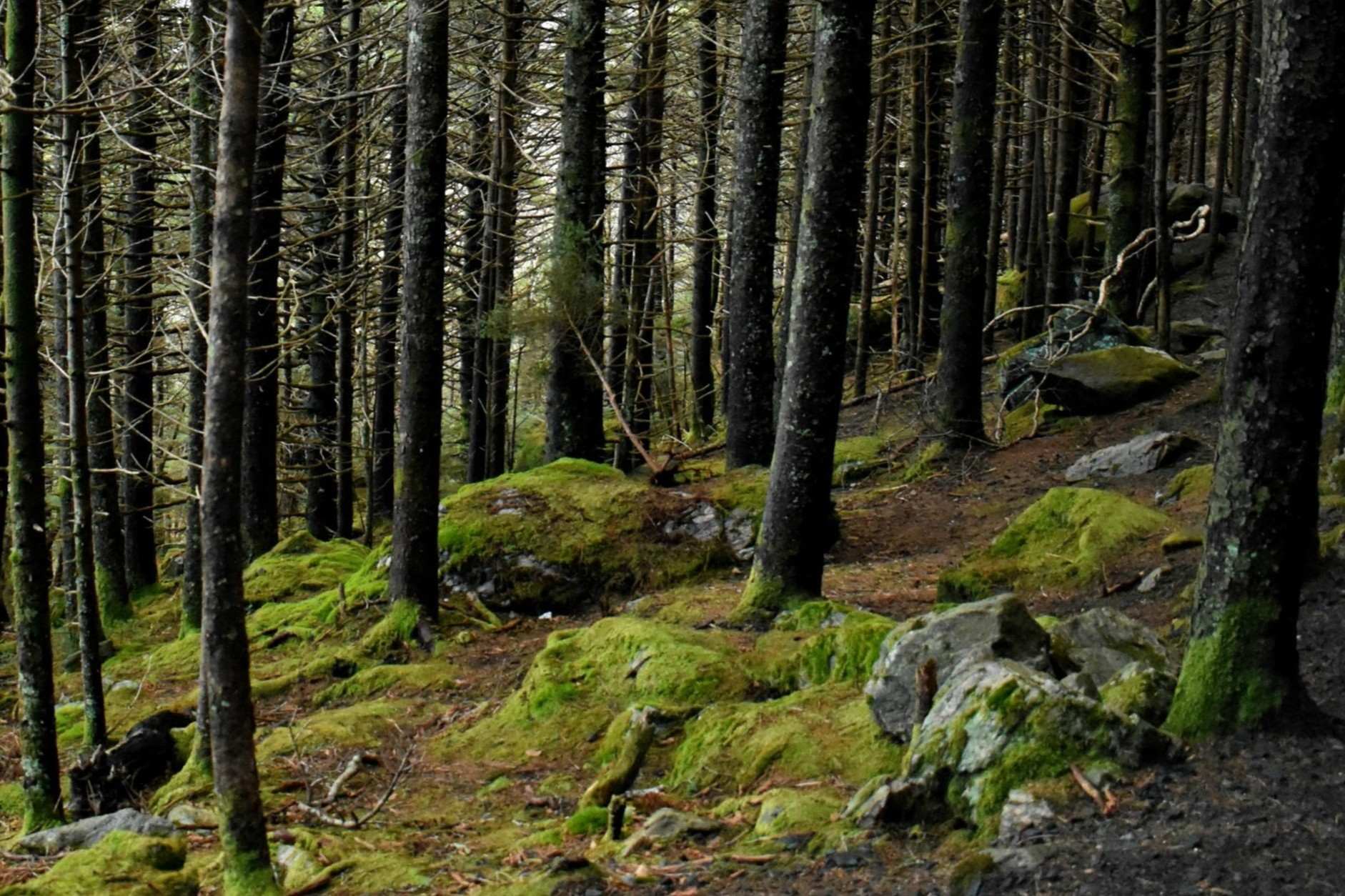 hidden-insights-of-north-carolinas-forest-management-research-centers