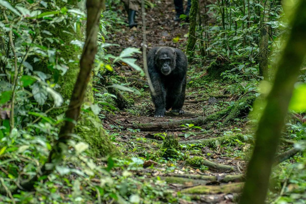 hidden-insights-of-ugandas-kibale-forest-chimpanzee-research-stations