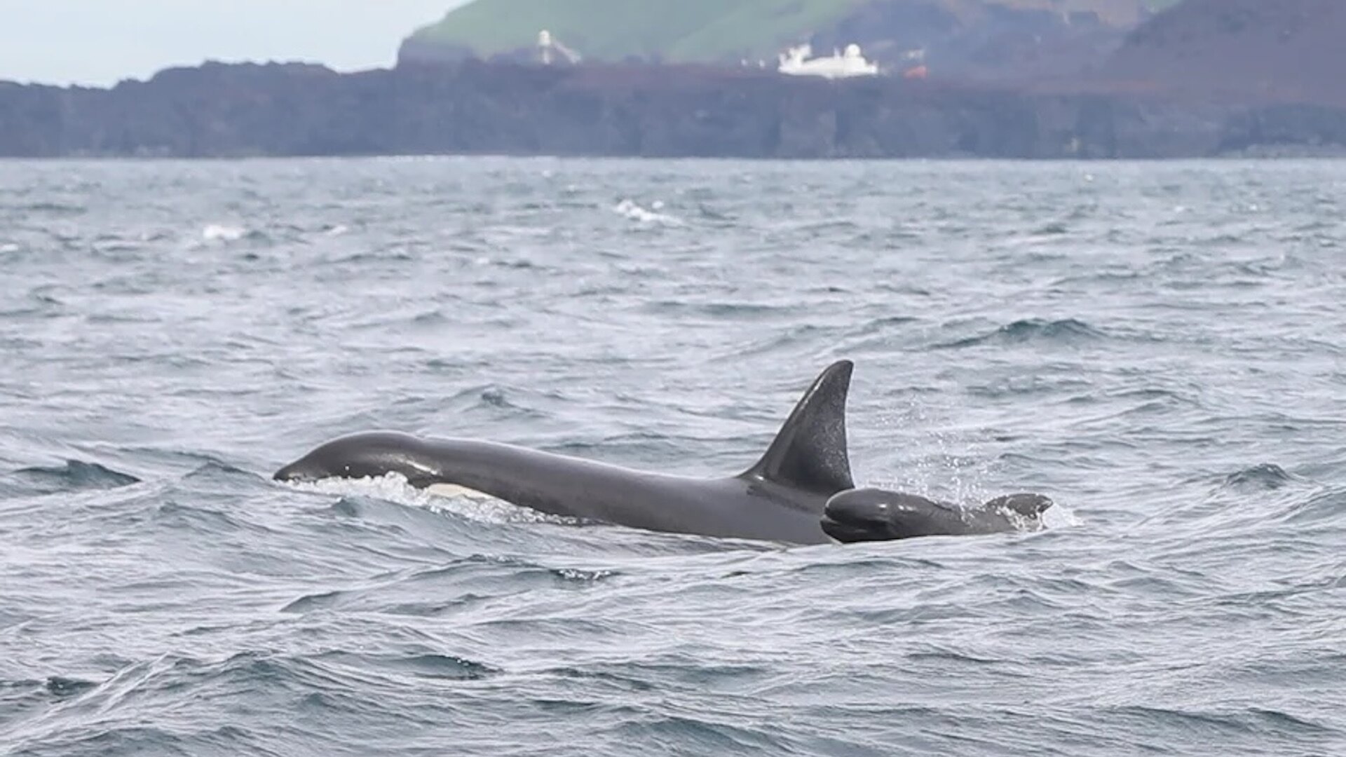 hidden-insights-of-washingtons-marine-mammal-laboratory