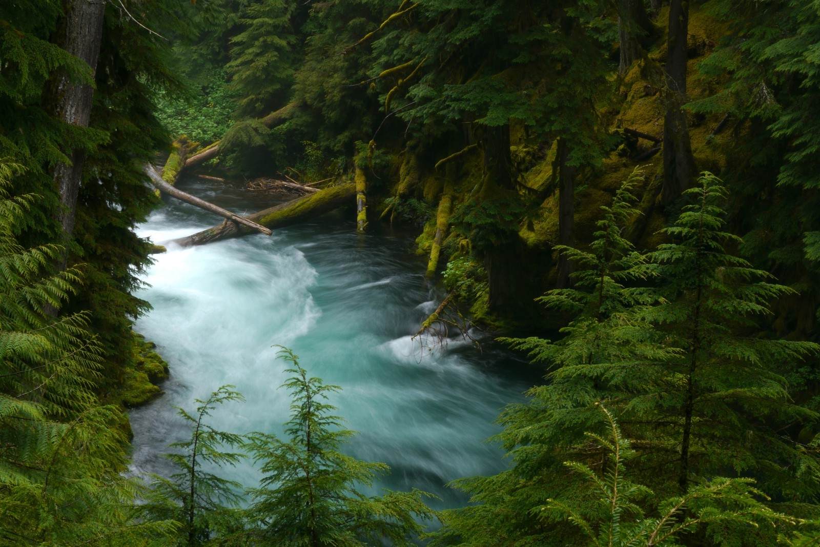 hidden-logging-railroad-secrets-of-oregons-mckenzie-river-forest