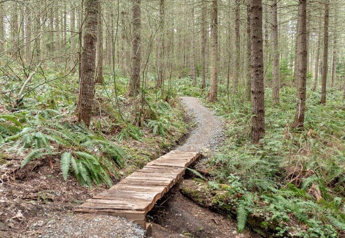 hidden-logging-secrets-of-washingtons-pack-forest-research-center