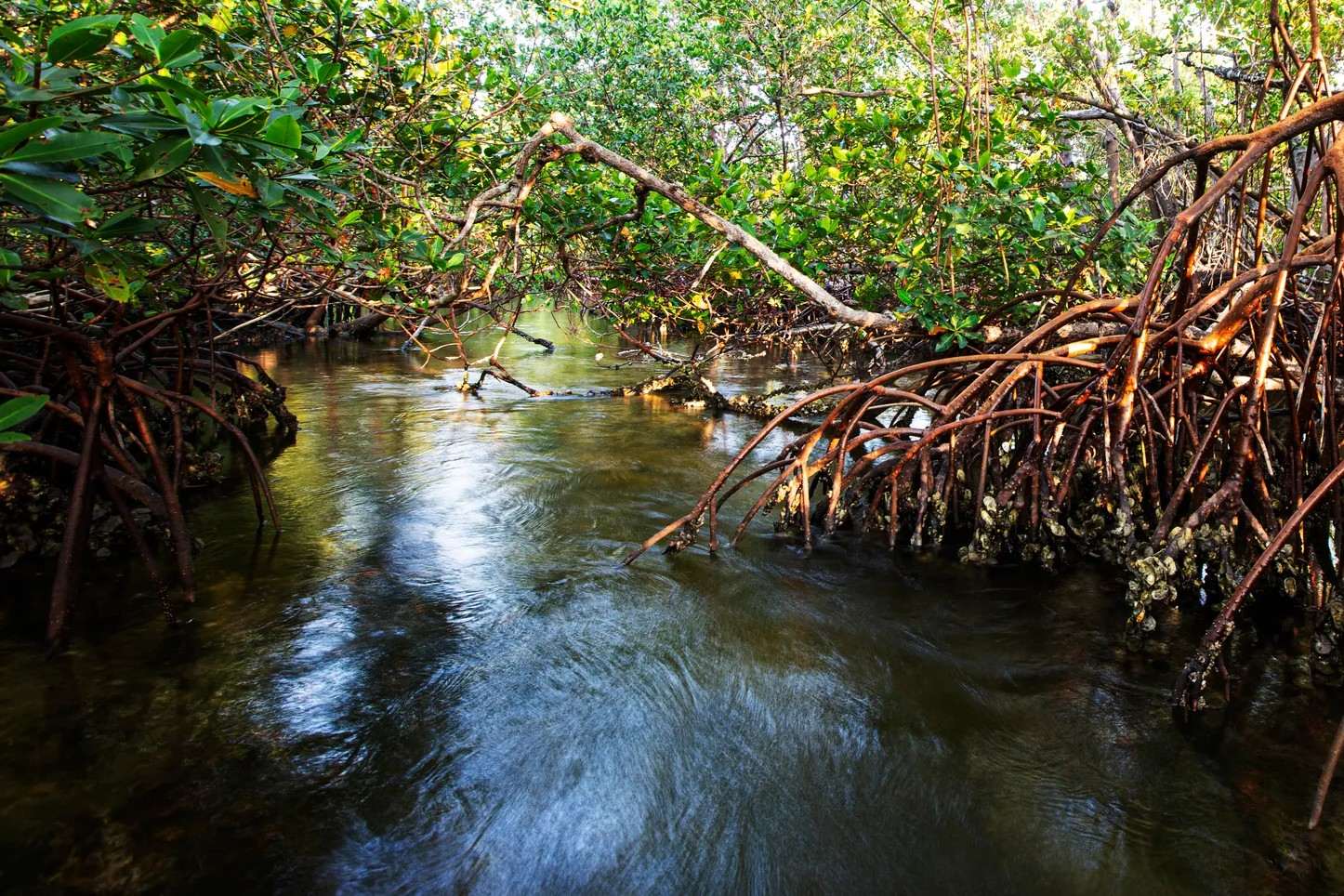 hidden-mangrove-creeks-of-floridas-rookery-bay