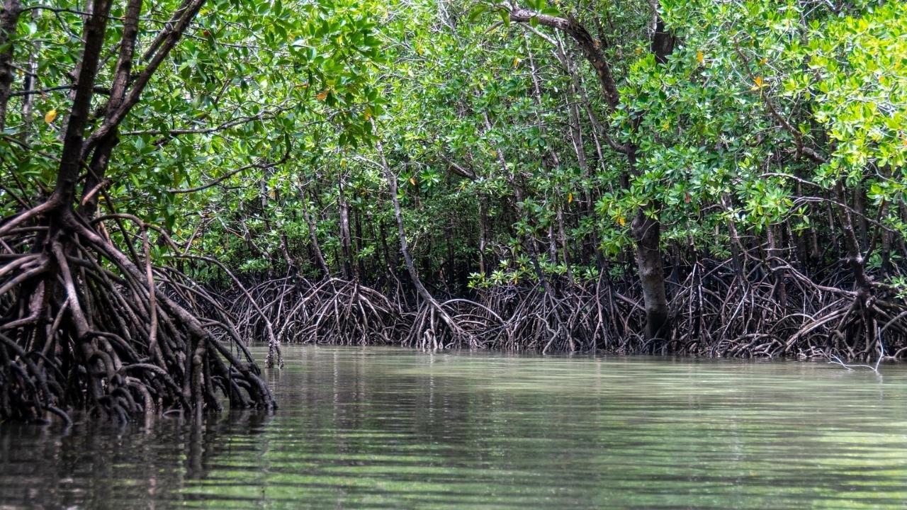 hidden-mangrove-islands-of-the-florida-keys