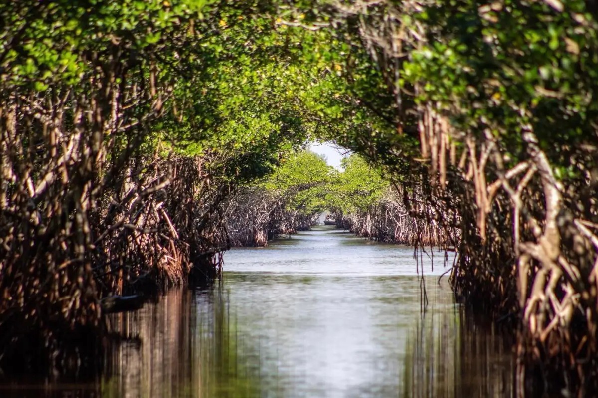 hidden-mangrove-tunnels-in-floridas-everglades