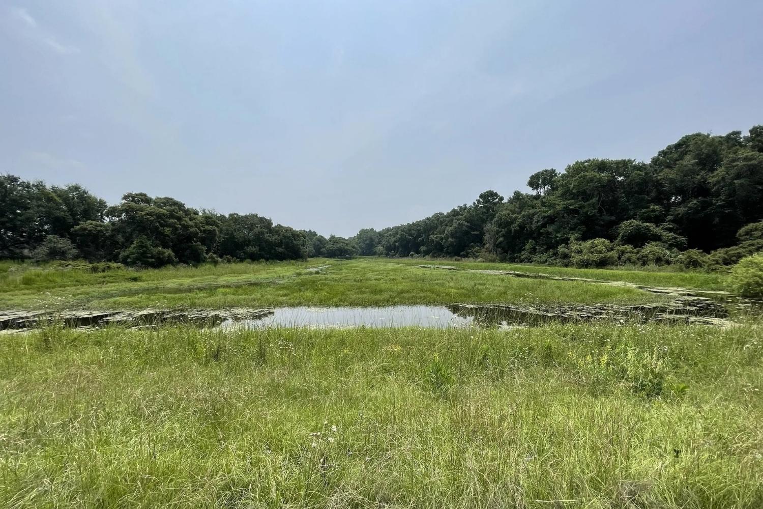 hidden-marshes-of-georgias-harris-neck-refuge