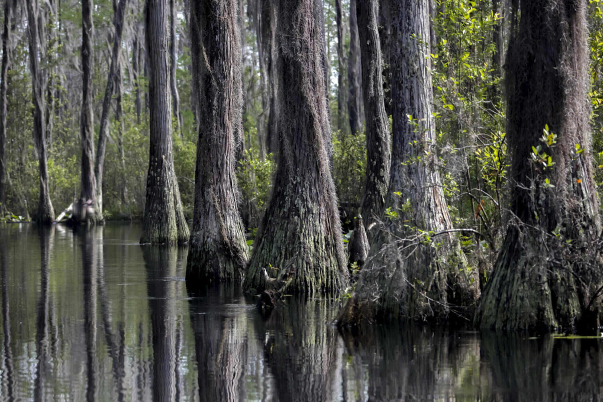 hidden-marshes-of-georgias-okefenokee-swamp