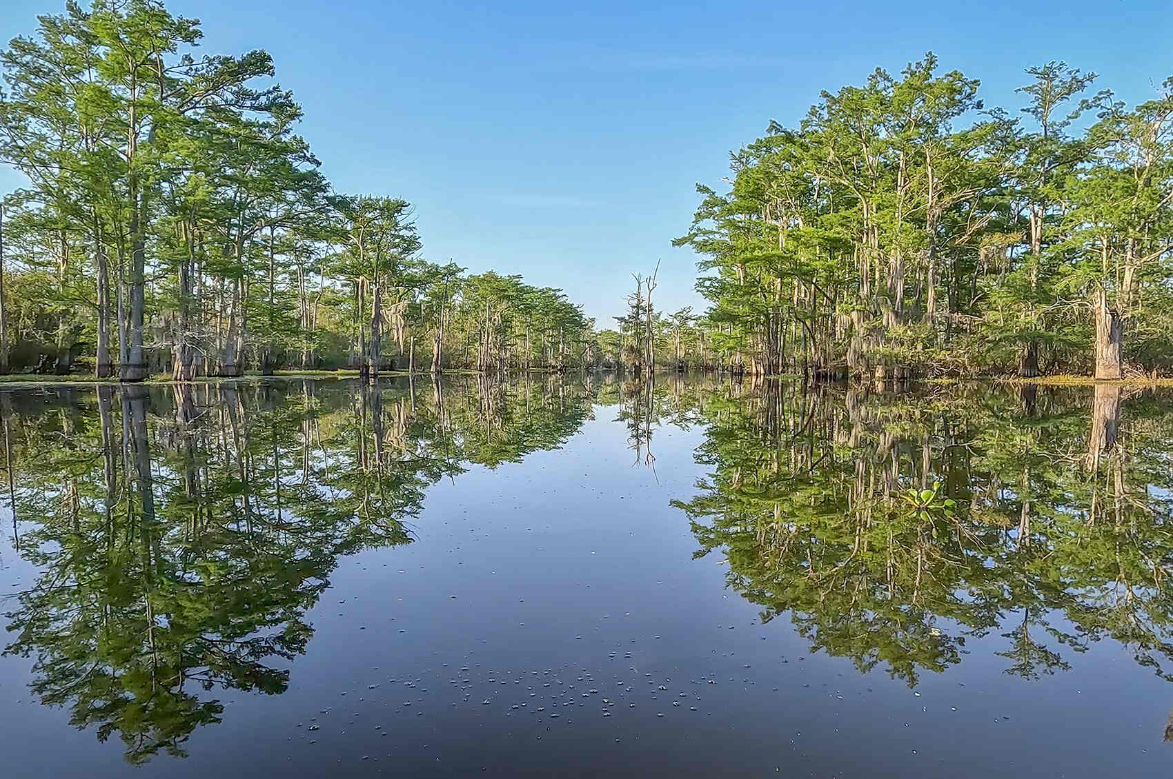 hidden-marshes-of-louisianas-atchafalaya-basin