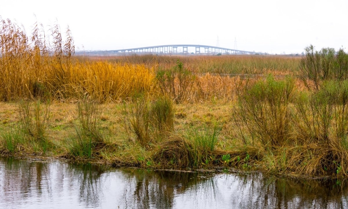hidden-marshes-of-louisianas-cameron-prairie