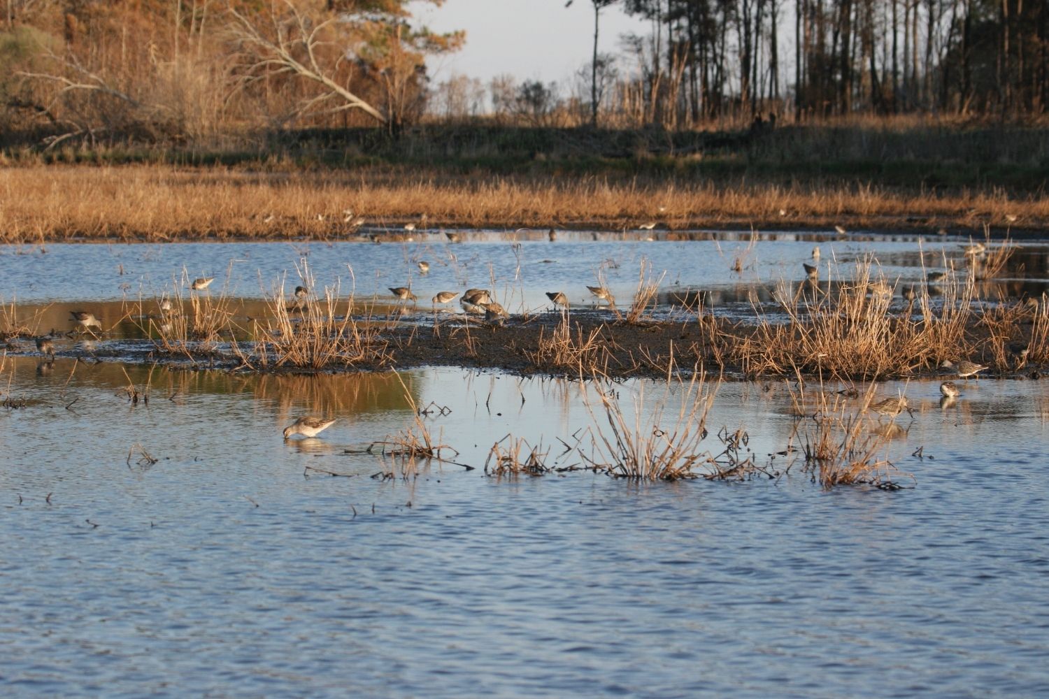 hidden-marshes-of-south-carolinas-santee-delta