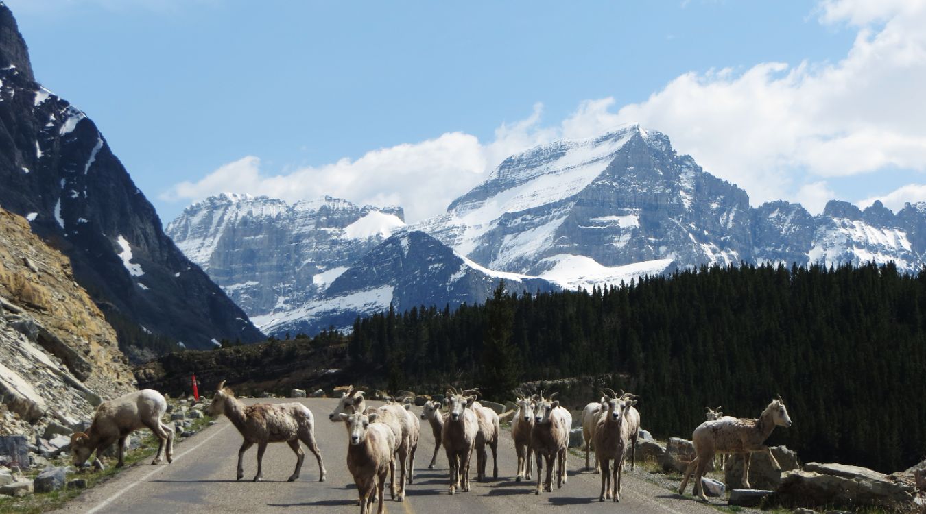 hidden-mountain-sheep-watching-in-montanas-glacier-peaks