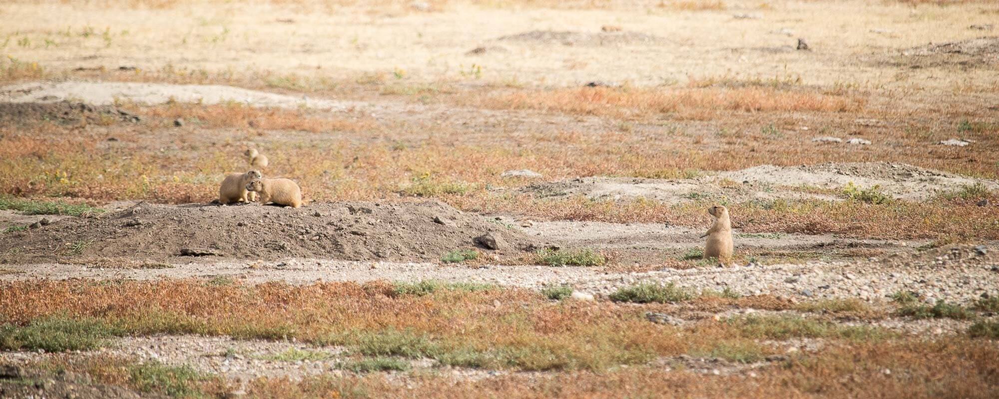 hidden-prairie-dog-highways-in-south-dakotas-badlands
