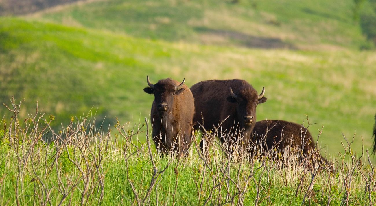 hidden-prairie-meadows-in-iowas-broken-kettle-grasslands