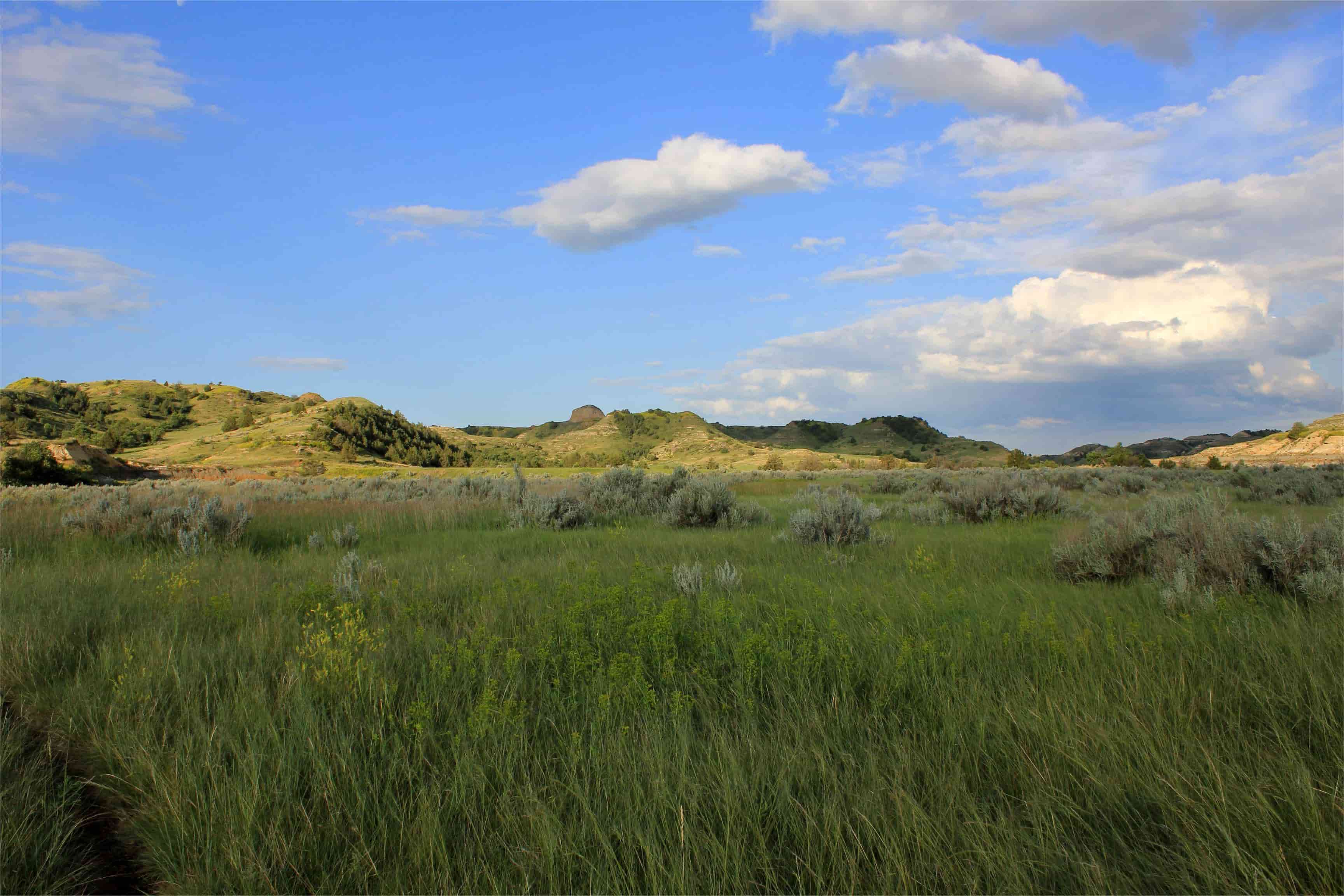 hidden-prairie-meadows-of-north-dakotas-theodore-roosevelt