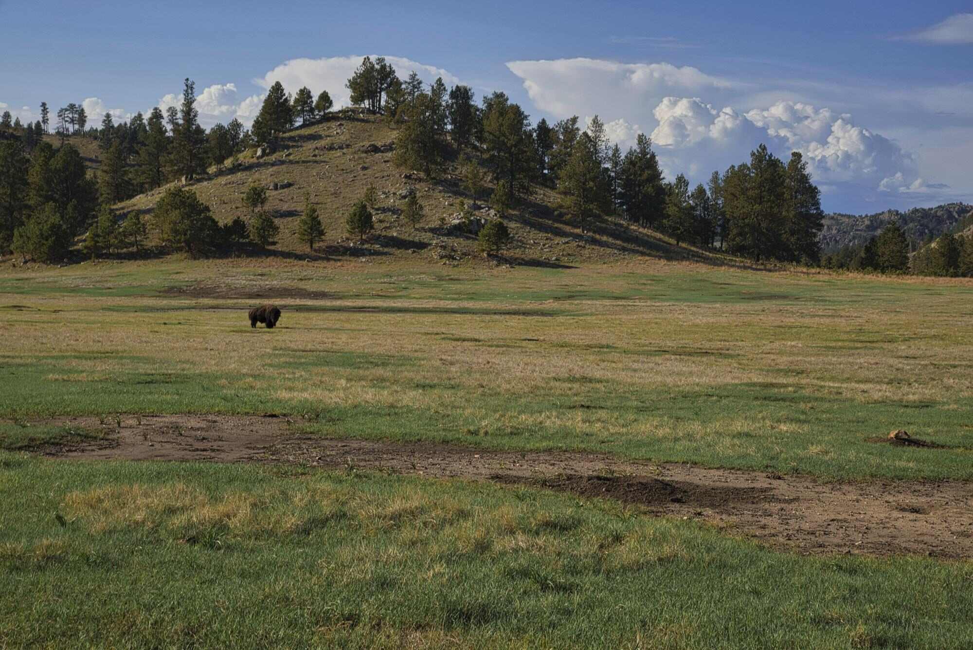 hidden-prairie-meadows-of-south-dakotas-wind-cave