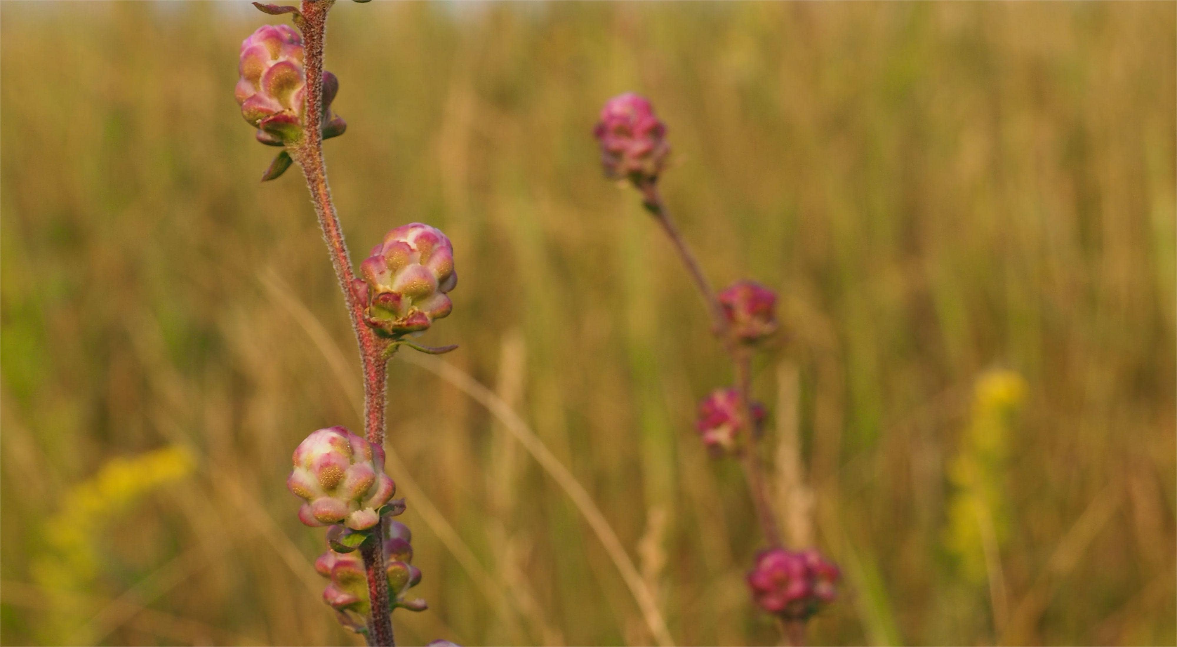 hidden-prairie-ponds-of-iowas-freda-haffner-kettlehole