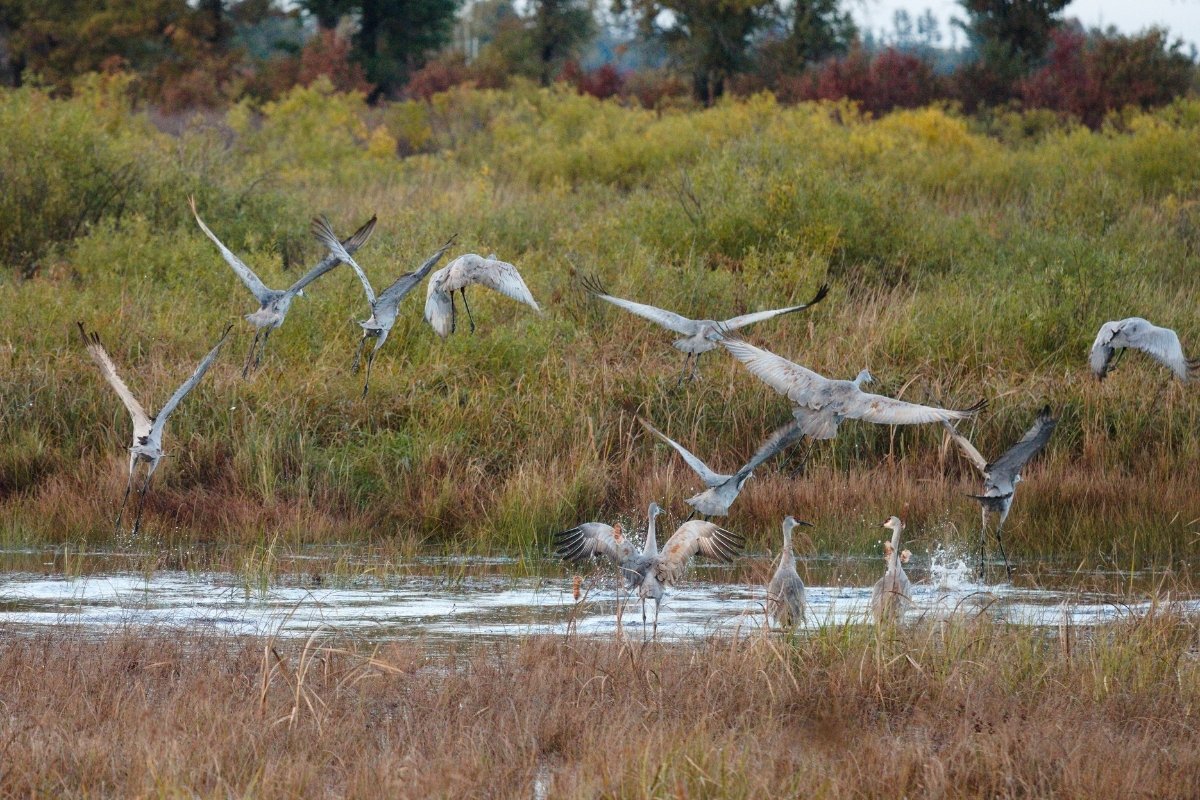 hidden-prairie-sloughs-of-wisconsins-crex-meadows