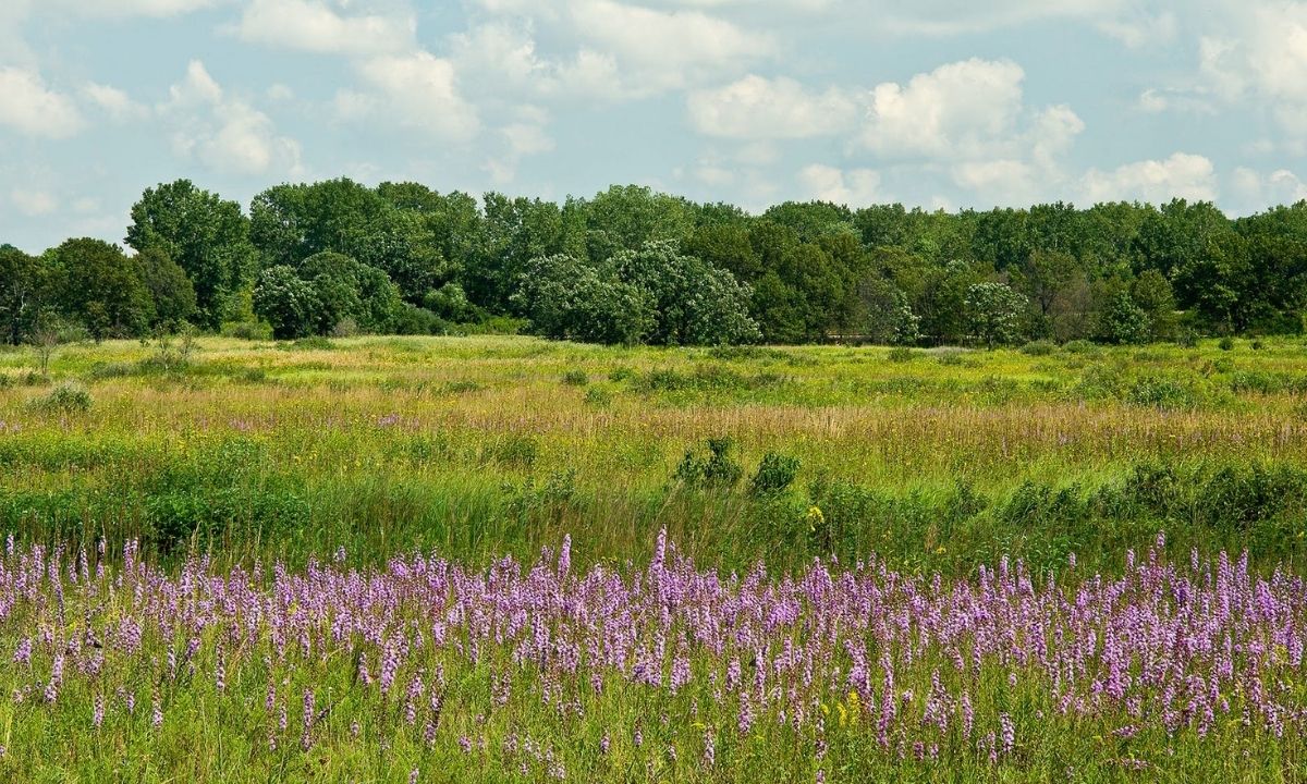 hidden-prairie-sloughs-of-wisconsins-horicon-marsh