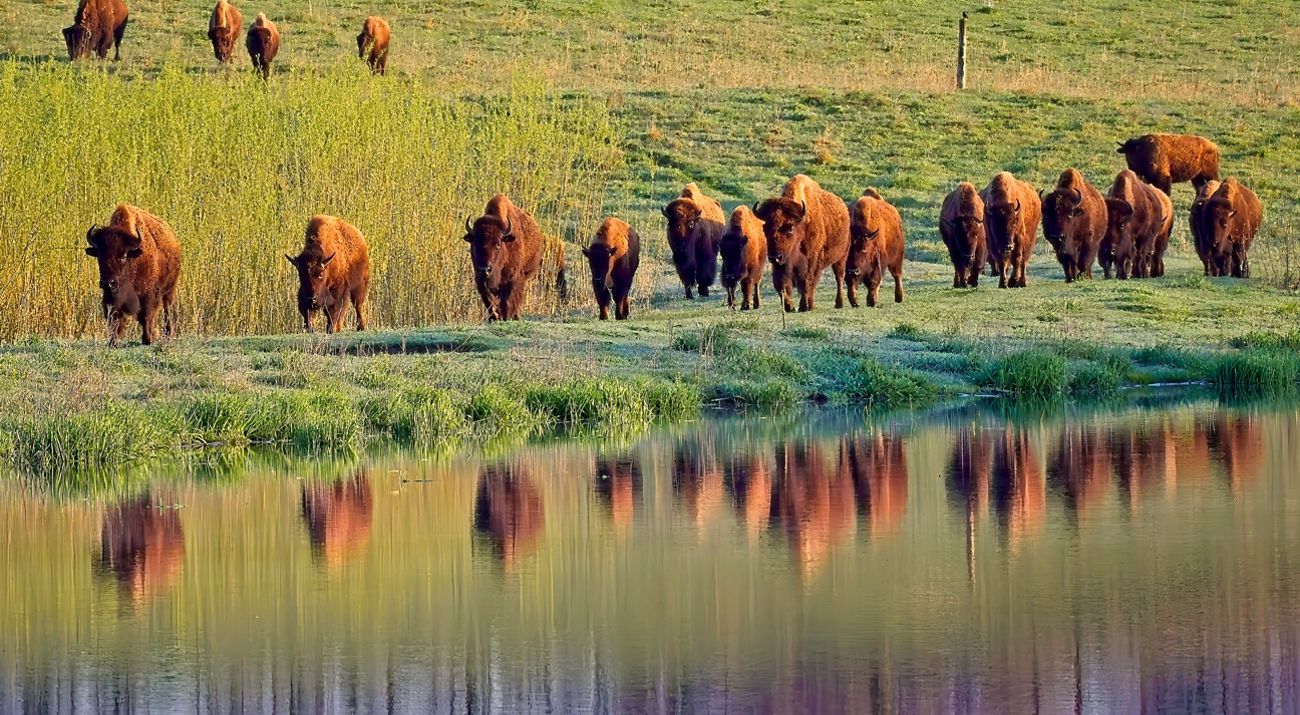 hidden-prairie-treasures-in-illinoiss-nachusa-grasslands