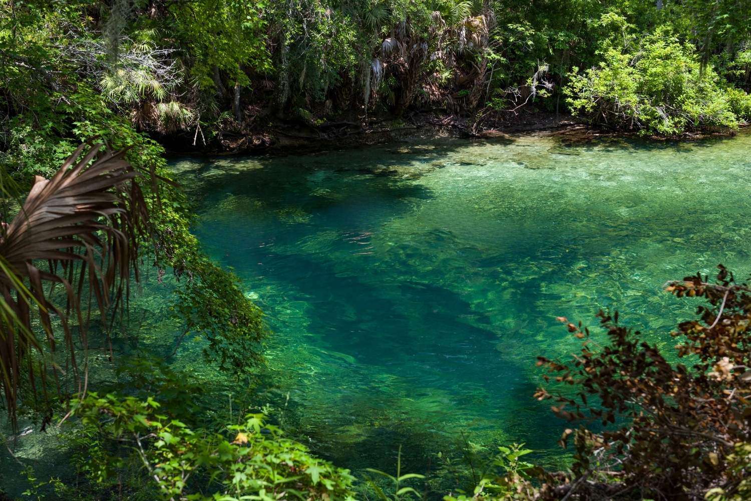hidden-rivers-of-floridas-blue-spring-state-park