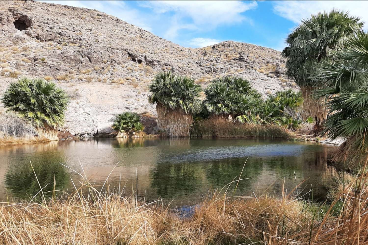 hidden-springs-of-nevadas-rogers-spring