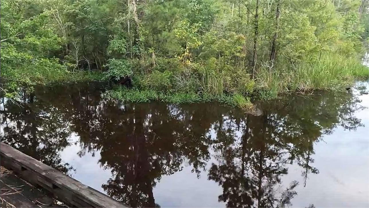 hidden-tidal-channels-of-north-carolinas-alligator-river