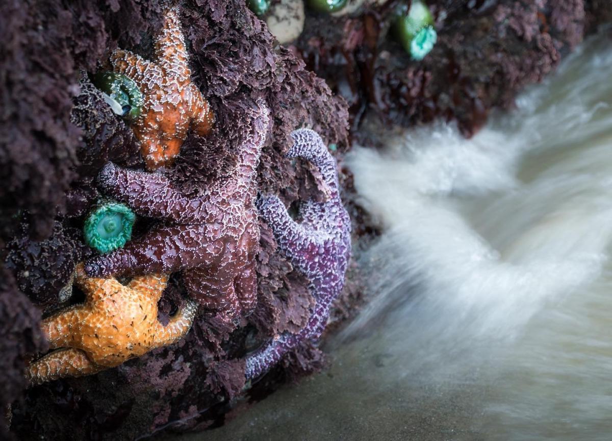 Hidden-Tidal-Pools-At-Cannon-Beach8217s-Haystack-Rock hidden-tidal-pools-at-cannon-beachs-haystack-rock